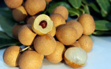 Fresh Longan fruit from Viet Nam